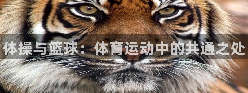 体操与篮球：体育运动中的共通之处